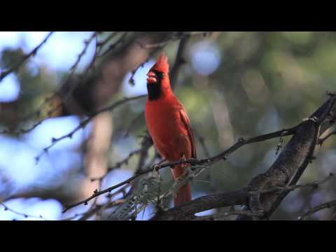 image-Are there Northern Cardinals in Hawaii?