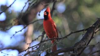 Northern Cardinal, Cardinalis cardinalis, Hawaii