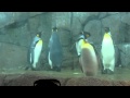 Detroit Zoo Penguins Pt 4