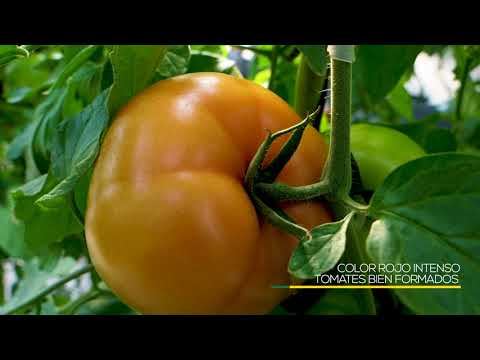 Video: KABRERA F1