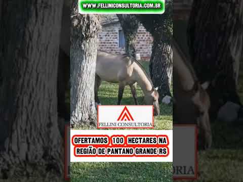 100 HA🌾 PROPRIEDADE RURAL EM PANTANO GRANDE – RS