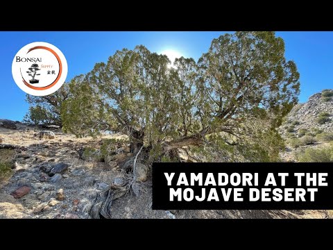 Exploring Yamadori at the Mojave Desert | The Bonsai Supply