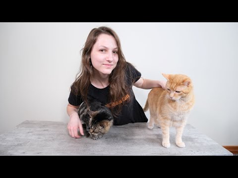 How to Introduce 2 Cats in 5 Proven Steps