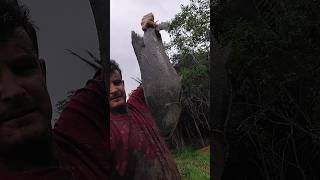 olha o tamanho deste bambaqui #shorts