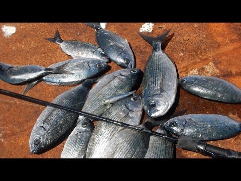 10 saddled breams in 10 minutes! Feat Duo Bay Ruf manic Fish 88 and ZENAQ Damper S90RG