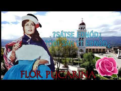 Donde Estasdonde Te Has Ido - Flor Pucarina