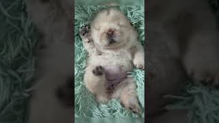 何を想像しますか？　#shorts  #viral  #fyp  #funny