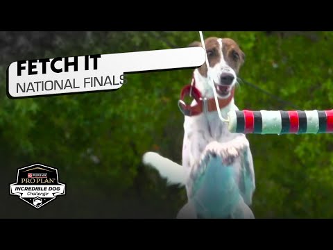 Incredible Dog Challenge: Fetch It National Finals | NBC Sports