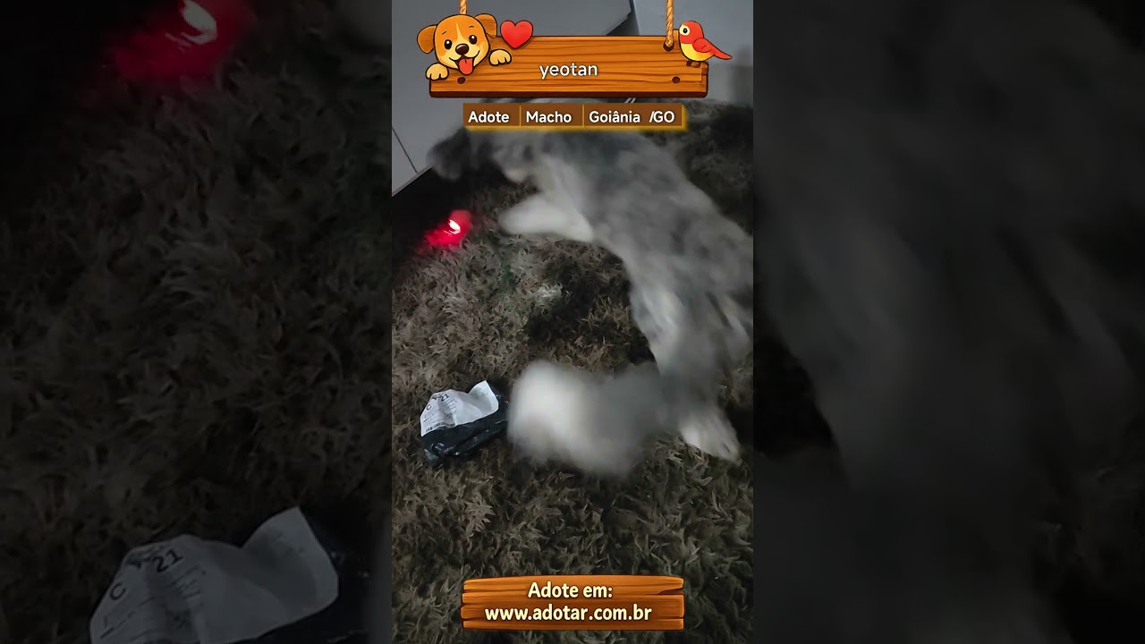 Cachorro raça SRD-ViraLata idade 1 ano nome yeotan