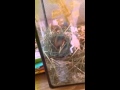 Hamster- Sweet hamster ever 