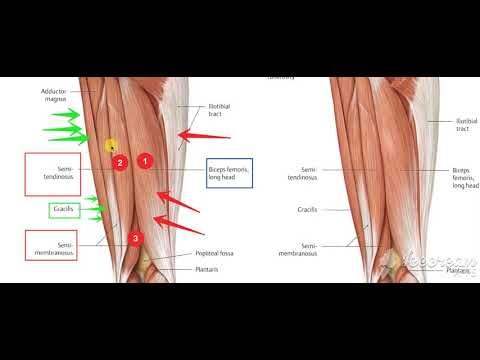 Thigh muscles posterior view 2