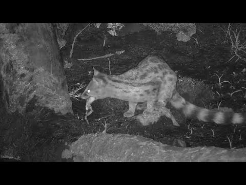 Djuma: Genets scatters Frogs and catches some for dinner - 21:47 - 12/11/19