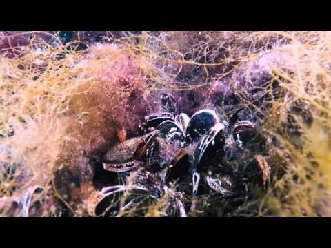 Kopie van Duikweekend Zeeland Mei 2017 H264