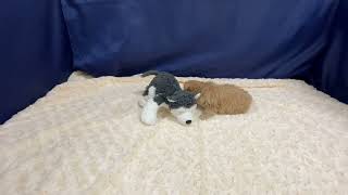 ハーフ犬の動画01