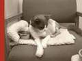 My Cats (Red House Painters Wop-A-Din-Din)