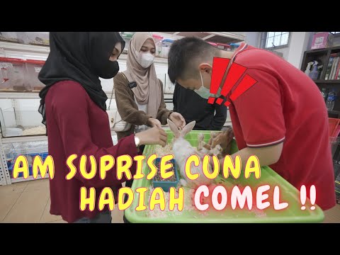 AM SUPRISE CUNA HADIAH COMEL !! - TEMPAT FAV