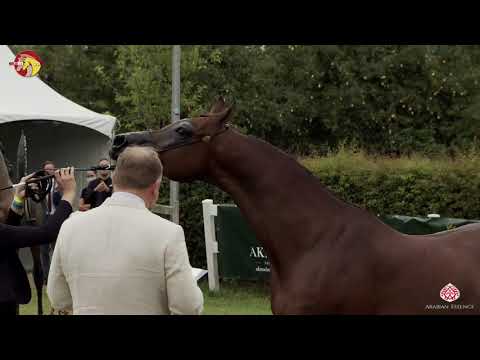 N 77 KARAM ALBIDAYER   2020 ELRAN ARABIAN CUP   Geldings Class 17