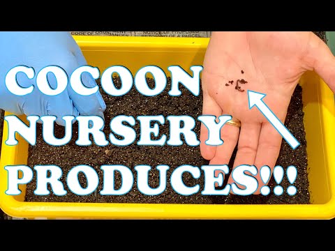 Baby Compost Worms Hatch in Cocoon Nursery + Vermihut Worm Bin Feeding & Time Lapse Vermicompost