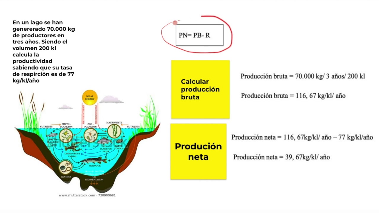 ¿Cómo se hace la productividad primaria? – VALETRY