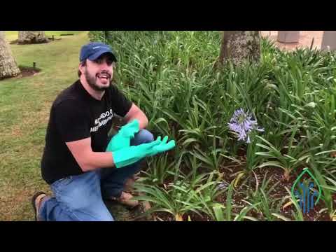 APLICAÇÃO EM CANTEIROS E FLORES - SUPERGARDEN
