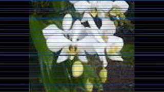 Download lagu Setangkai Anggrek Bulan mp3 Download lagu Setangkai Anggrek Bulan mp3