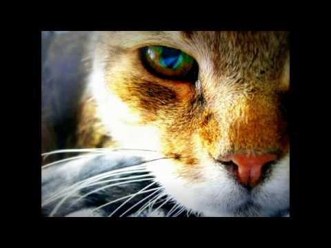 beautiful nature - empty eyes(Olive Musique)