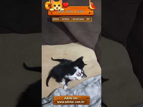 Vídeo de gato, gato e gato 