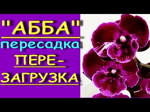 Фаленопсис "АББА":снова-ПЕРЕСАДКА,приключения,РЕЗУЛЬТАТ.Орхидея phal. 'Abba',перезагрузка.
