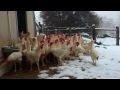 Rescued Hens See Snow for the First Time