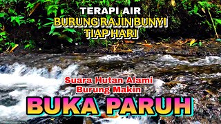 Download lagu ALL TYPES OF BIRDS QUICKLY OPEN THEIR BEAKS, WATER THERAPY FOR DILIGENTLY SINGING BIRDS,FOREST SOUND mp3