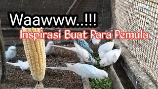 Download lagu Ternak Parkit ...!!! Inspirasi Buat Para Pemula Para Pecinta Budgies mp3