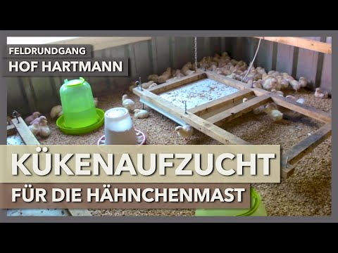Eigene Kükenaufzucht für die Hähnchenmast und Freilandschweine | Hof Hartmann | Feldrundgang 15