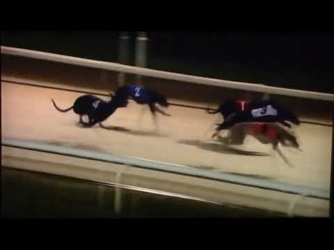 LEVANTE BEACH WINS ALCONEX NORTHERN PUPPY DERBY