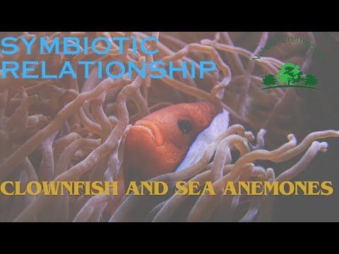 Symbiotic relation of Clownfish and Sea Anemones | Nature Connection