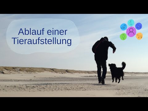 Ablauf einer Tieraufstellung - ein Fall aus der Praxis