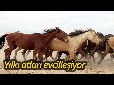 , title : 'Yılkı Atları Kırgızların Elinde Evcilleşiyor'