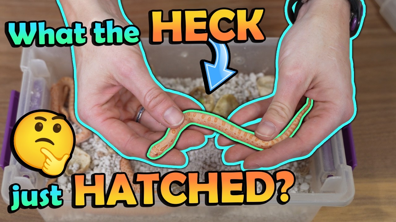 Adorable (and Albino) Hognose Snakes Hatching!
