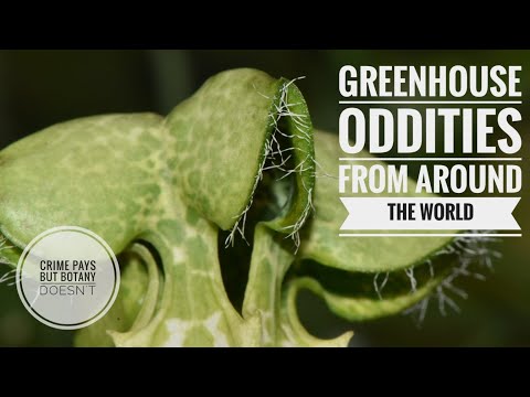 Botanical Oddities from Around the World