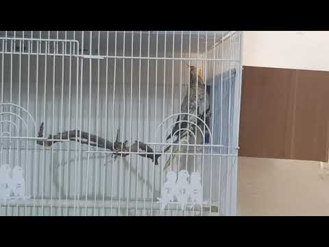 Cockatiel bird: Male calls the female in (and she goes inside the nesting box)