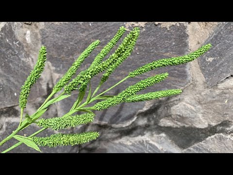 ABC TV | How To Make Filler Paper Flowers #36 With Crepe Paper - Craft Tutorial