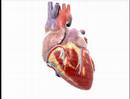 Keeping Healthy - Understanding Heart Disease