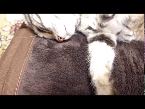 Kelvin Koslow,  a cat who sleeps with a pillow as usual clip1