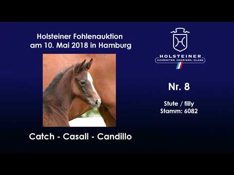 Holsteiner Fohlenauktion Hamburger Derby | Nr. 8 v. Catch - Casall