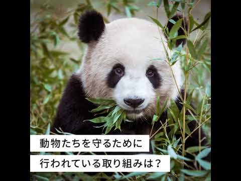 気候変動により絶滅の危機に瀕している動物たち -