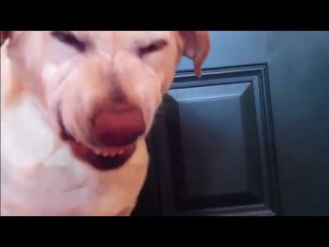 Мем собака смеется с языком