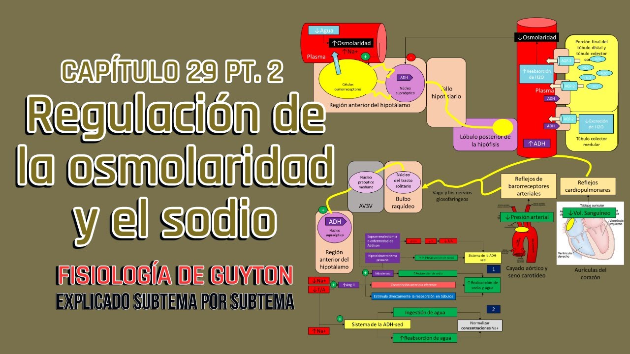 CAP 29 (2/2): regulación de la osmolaridad y el sodio l Fisiología de Guyton