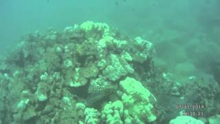 preview picture of video 'Koloa Shore Dive Kauai, HI (short) July 2014'