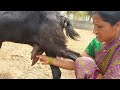Viral Milk Making Fanny Vlog