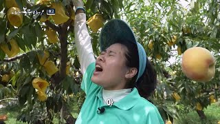 [나는농부다 316회 예고] 노래하는 복숭아 소녀! 수빈 씨의 분홍색 꿈