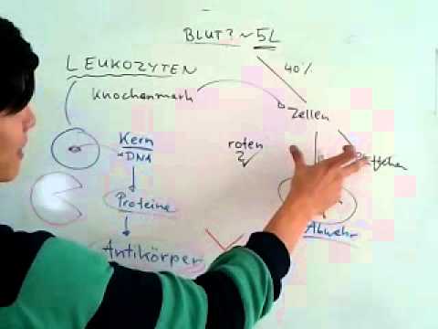 Prostate Forte offizielle Seite Prostatitis und Immunität